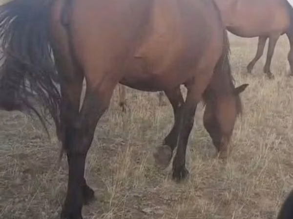 Mare, Horses — Kazakhstan