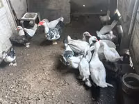 Domestic Muscovy — foto 1