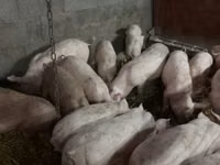 Babi hutan, Pigs — foto 1