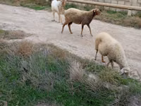 Billy Goat, Goats — photo 4