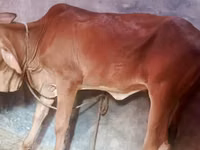 گاو ماده, گاو — عکس 2