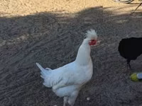 كوسوفو لونغ كروير — الصورة 4
