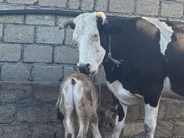 Vaca, Simmental cattle