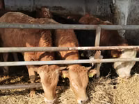 Үхэр (бүлэг, хүйс заагаагүй), Simmental cattle — 1 зураг