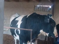 Bull, Russian Black pied cattle — photo 2