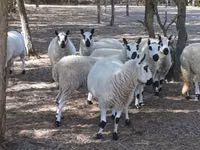 Montone, Cerry Hill sheep — foto 1