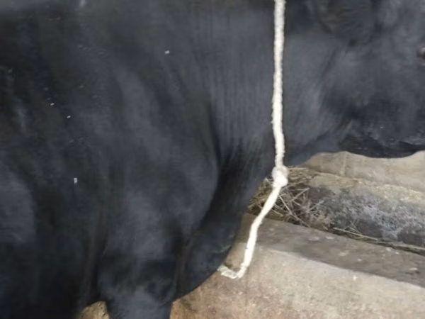 Կով, Latvian Blue cattle