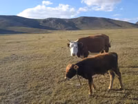 Cow, Cattle — photo 4