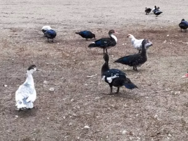 Domestic Muscovy