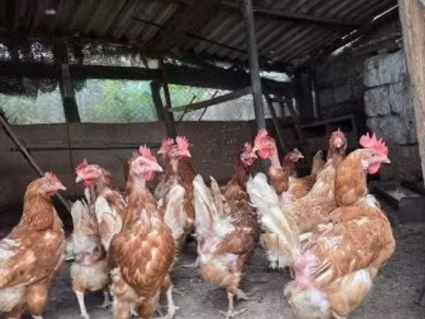 Chickens — 匈牙利