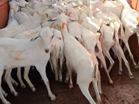 山羊（批次，未指定性别）, Somali goats — 照片 2