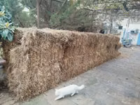 Samanlar satılır qoyunları satmisiq deye boş boş qalıb ona göre — foto 3