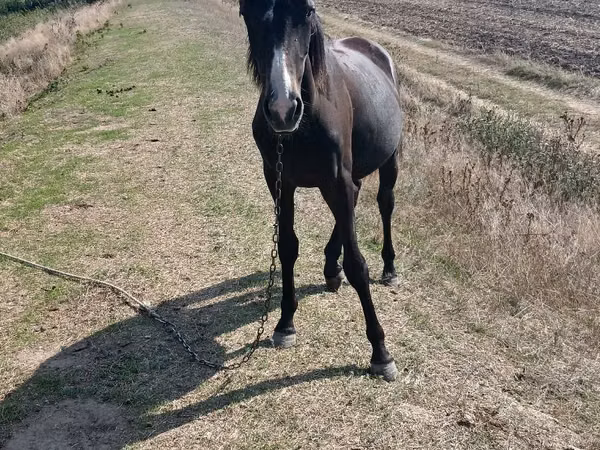 Mare, Horses — Moldova