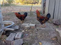 Chickens — फ़ोटो 2