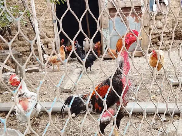 Chickens — Азербайджан
