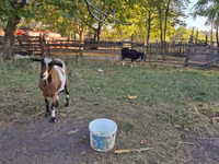 Goat, Goats — photo 2