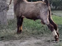 Kozioł, Nubian Goat — zdjęcie 3