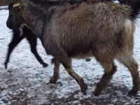 Goat, Goats — photo 2