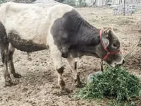 Boğa, Sığır — foto 4