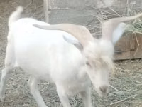 Kambing jantan, Saanen goat — foto 3