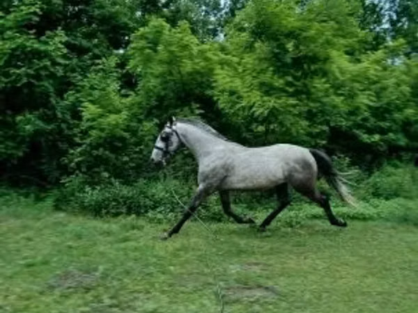 اسب نر, Lipizzaner