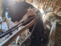 Cow, Holstein breed — photo 1
