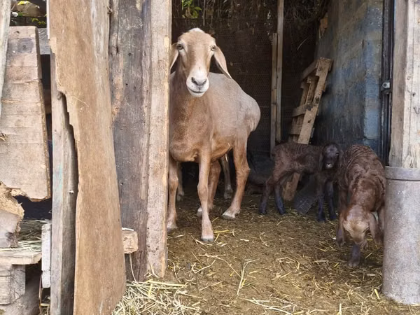 雌羊, Baerchuke sheep