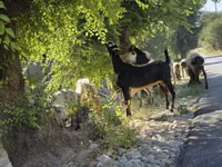 Cabra, Cabras — foto 1
