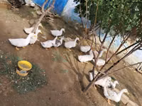 Ducks — photo 1