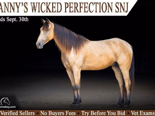 Horse (M), Missouri foxtrotter — United States