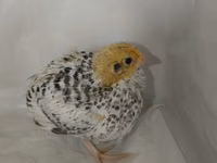 Quails — sawirka 5