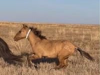 اسب نر, Kazakh horse — عکس 4