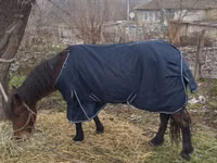 Mare, Horses — photo 5