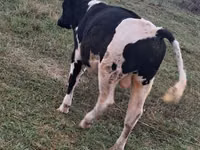 Bulle, Russian Black pied cattle — Foto 2