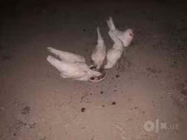 Chickens — Usbakistan