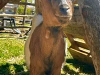بز ماده, Nigerian dwarf goats — عکس 3