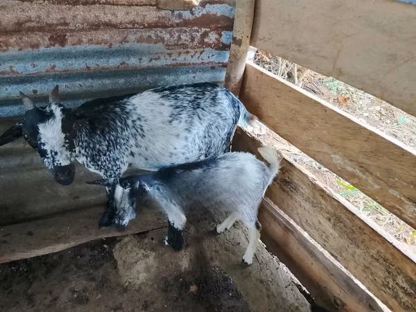 Արու այծ, Այծեր — Գանա