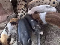 Babi (lot, jantina tidak dinyatakan), Pigs — foto 3