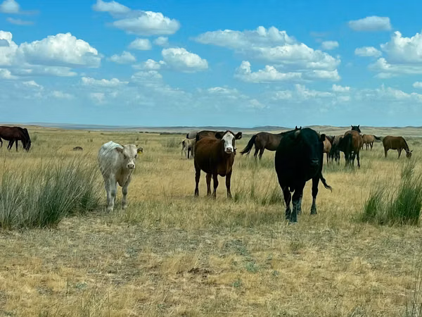 公牛, Cattle — 哈萨克斯坦