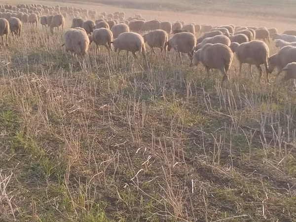 میش, گوسفند — مولداوی