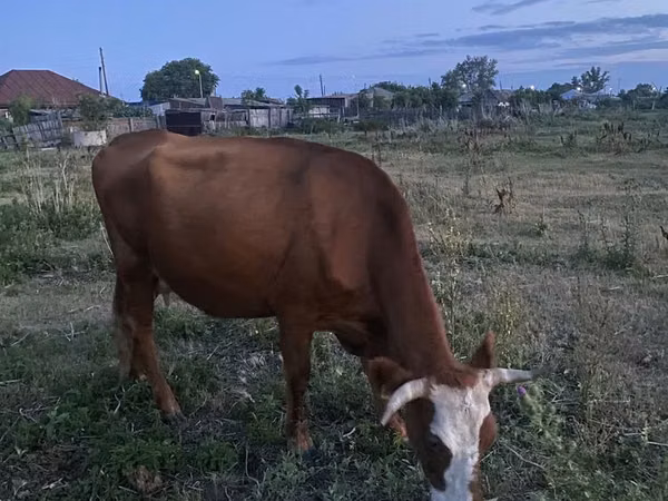 Cow, Cattle — Kazakhstan