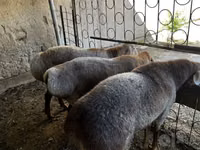 ஆண் ஆடு, ஆடுகள் — புகைப்படம் 3