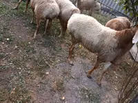 Ram, Sheep — photo 4