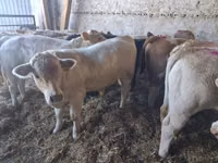 گاو نر, Charolais cattle — عکس 3