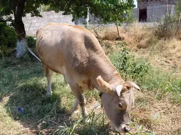 Vache, Bovins — Arménie