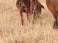 Πρόβατο, Hissar sheep — φωτογραφία 2