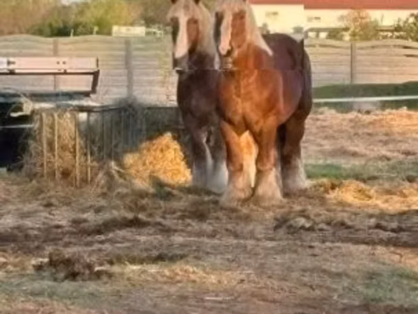 Horse (M), Belgian Draught