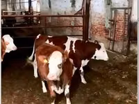 Αγελάδα, Simmental cattle — φωτογραφία 3