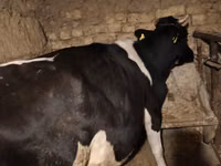 گاو ماده, Russian Black pied cattle — عکس 1