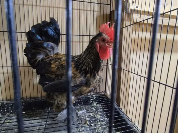 Japanese Bantam